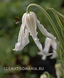 Клематис ХАКУРЕЯ