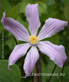 Клематис АФИНА