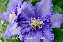 Клематис Литовский Голубой