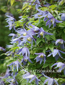 клематис ФРАНКИ