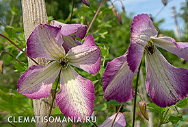 Клематис Ай Эм Леди Q