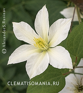 Клематис БЭБИ СТАР