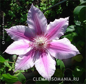 Клематис КАРНЕБИ